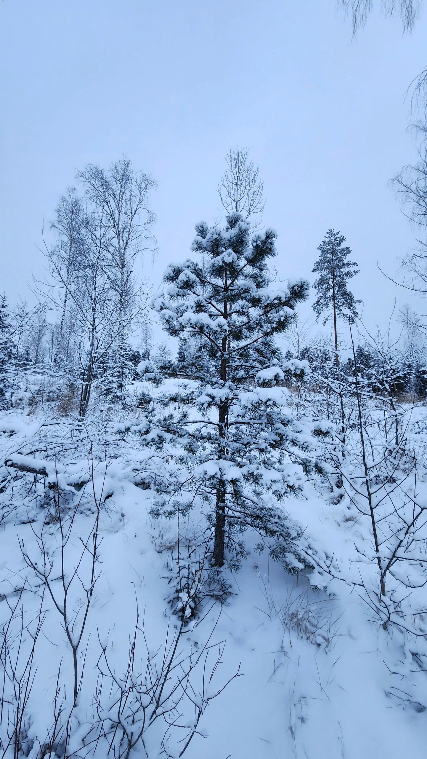 Cây phủ tuyết trắng